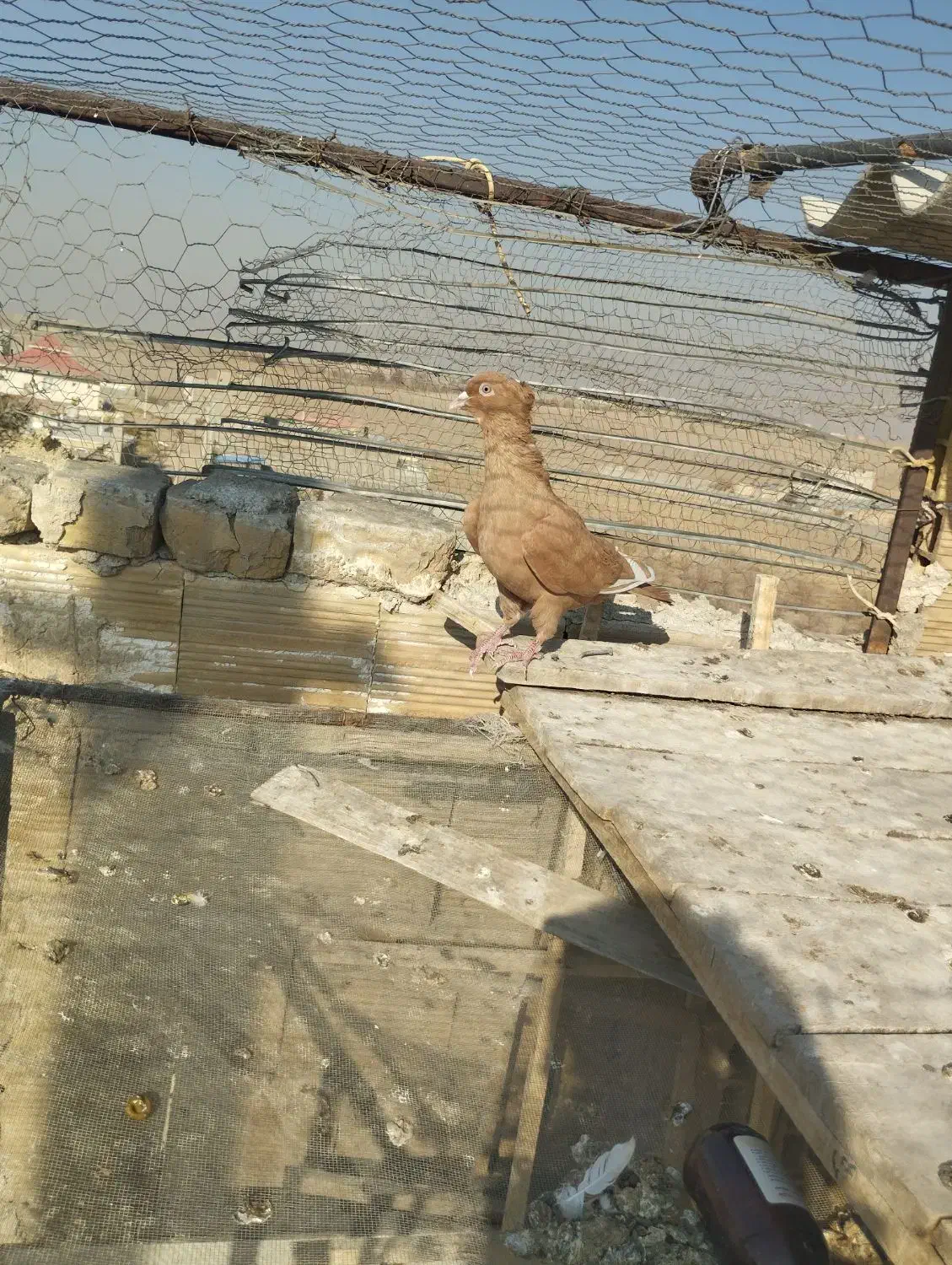 قارا|پرنده|محمدیه-قزوین, |دیوار