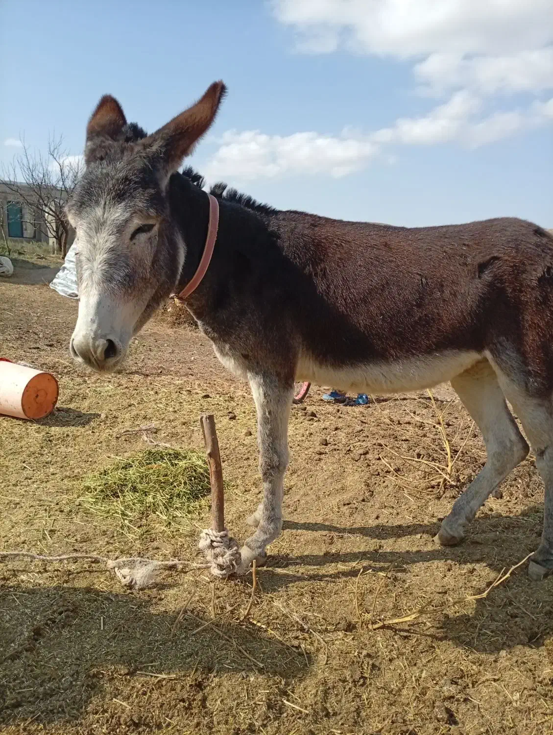 خر جوان آرام|حیوانات مزرعه|چهاردانگه (آذربایجان), |دیوار