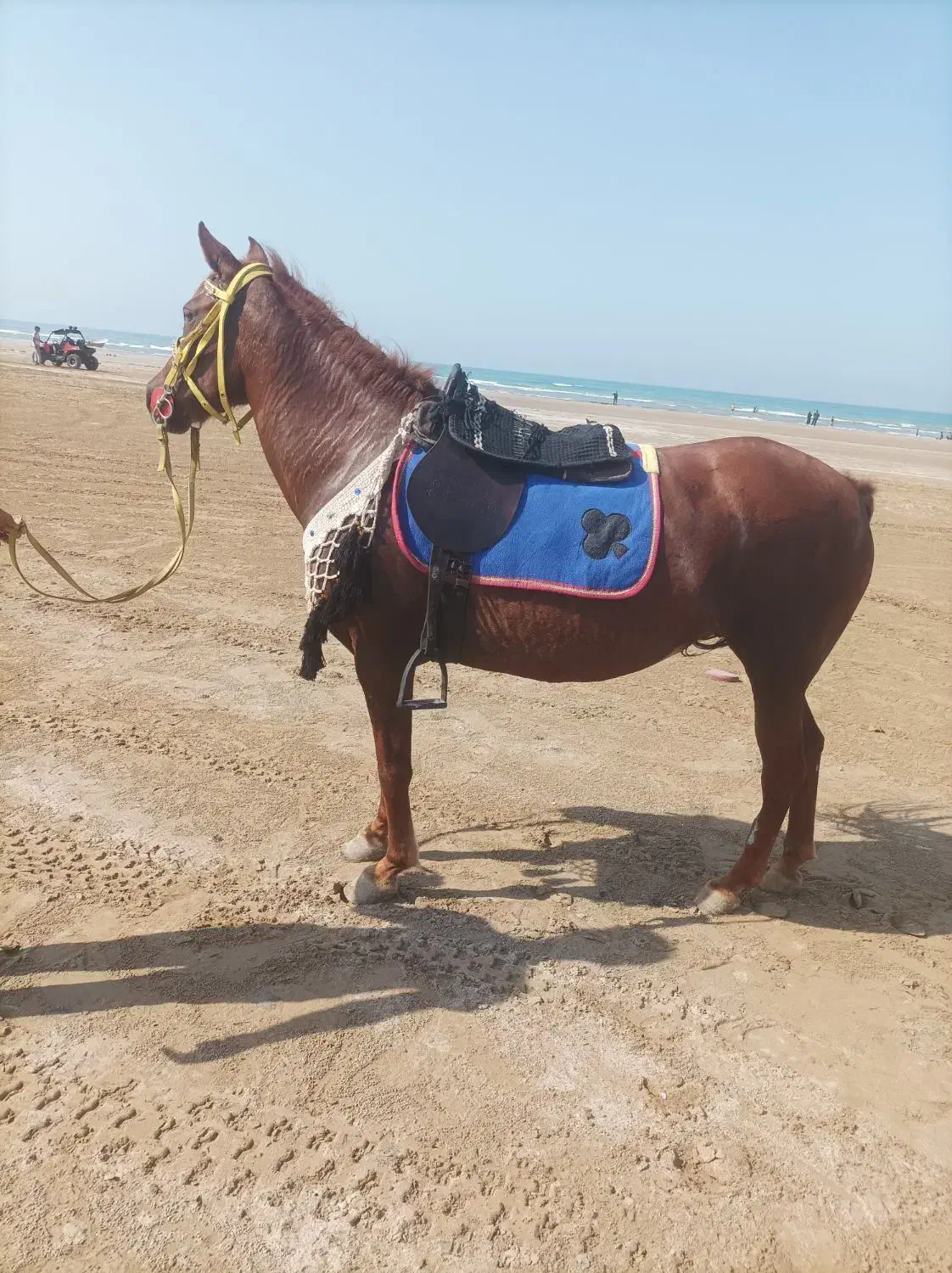 مادیون|اسب و تجهیزات اسب‌سواری|بندر گناوه, |دیوار