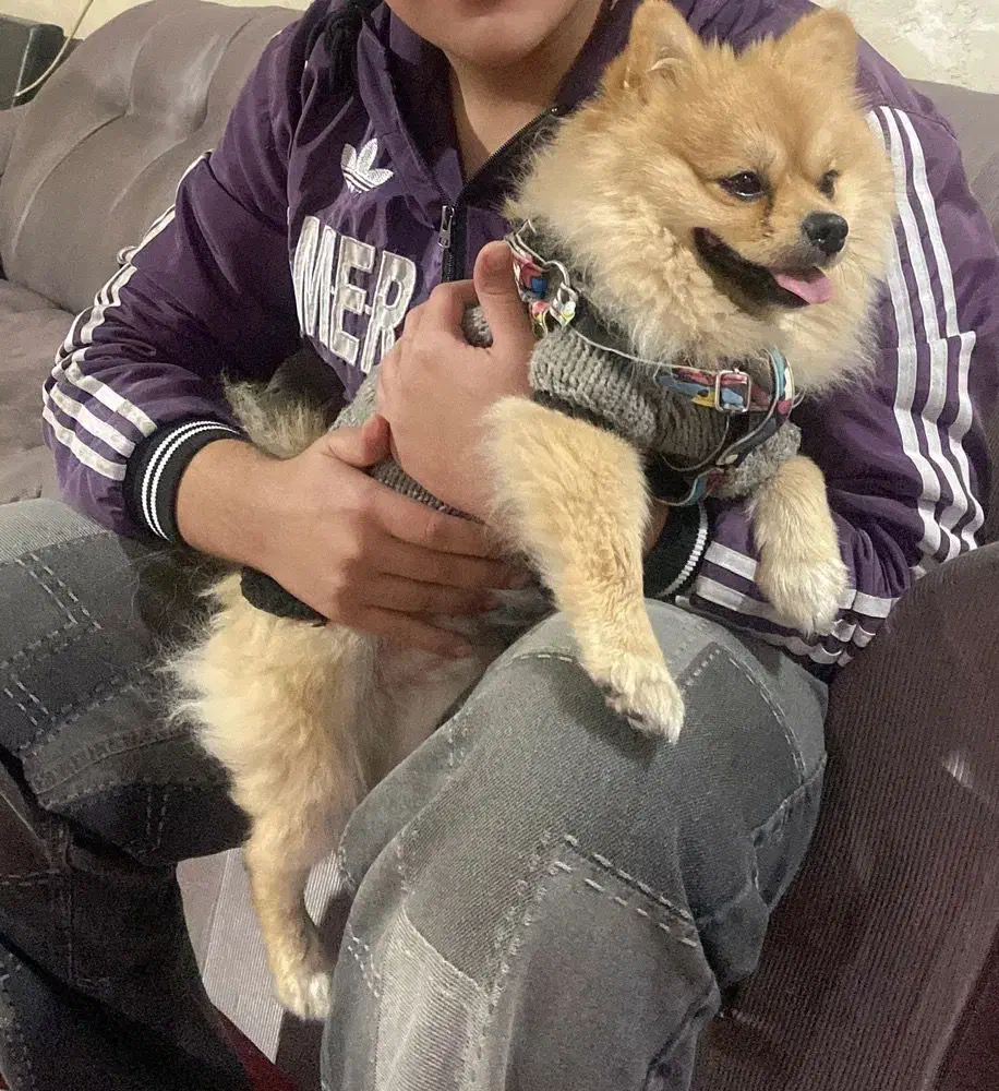 سگ گمشده مژدگانی خوب|حیوانات|سنندج, |دیوار