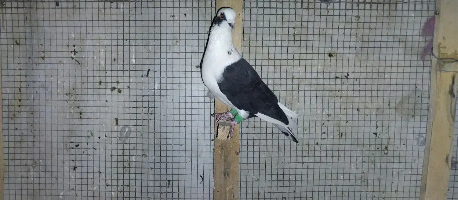 تعدادی کبوتر گرفتنی|پرنده|شیراز, کرونی(خاتونک)|دیوار