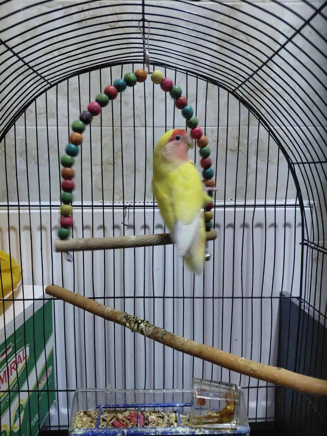 کوتوله برزیلی ماده بالغ|پرنده|اصفهان, شهرک میلاد|دیوار