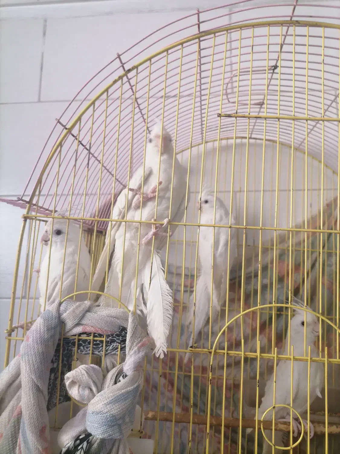 عروس هلندی البینوچشم شرابی|پرنده|یزد, |دیوار