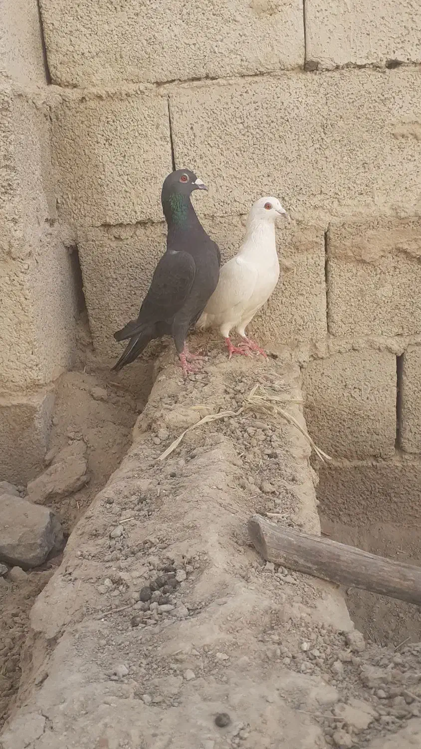 کبوترسالم یک سنگی یک سفید|پرنده|سراوان, |دیوار