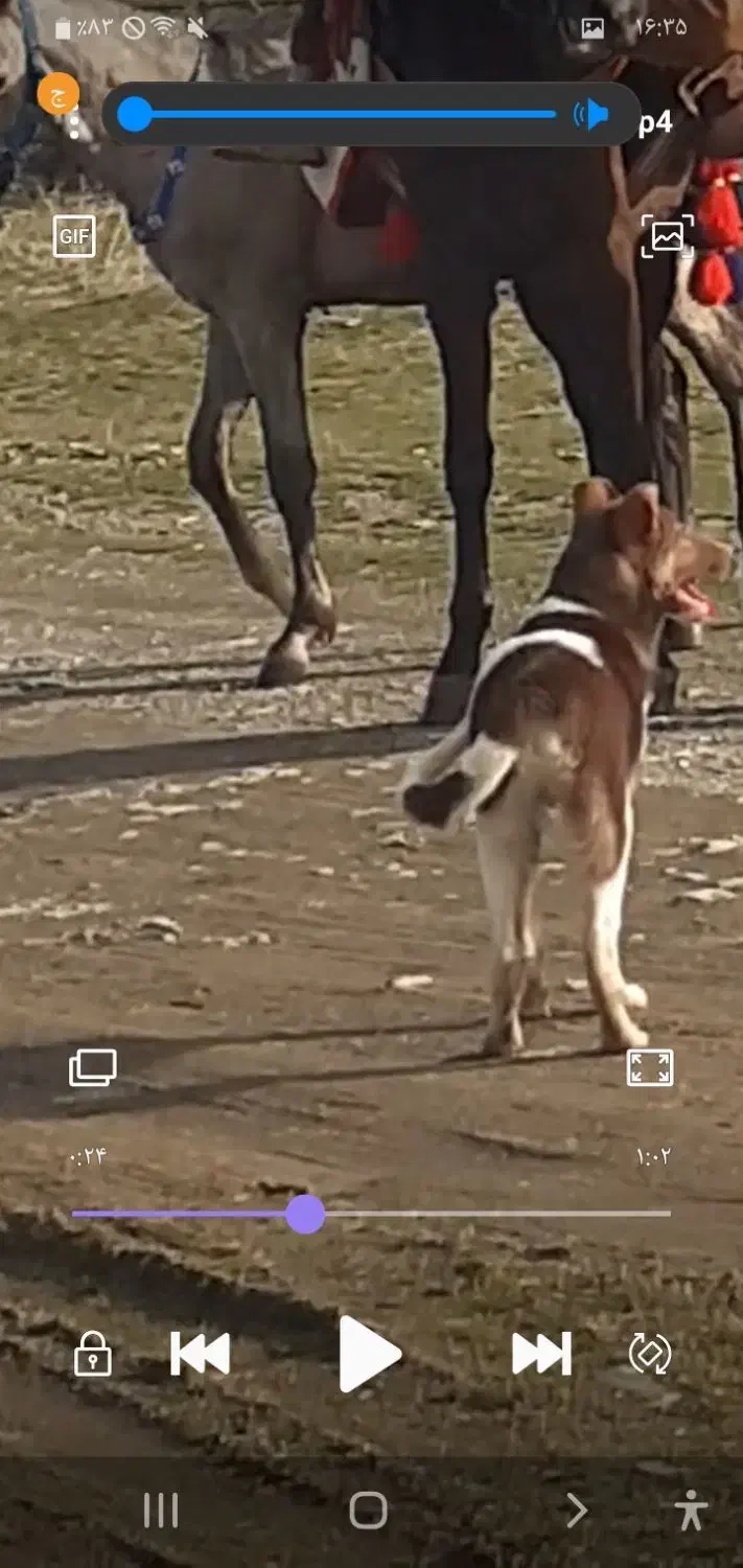 وله ژیر|حیوانات|مریوان, |دیوار