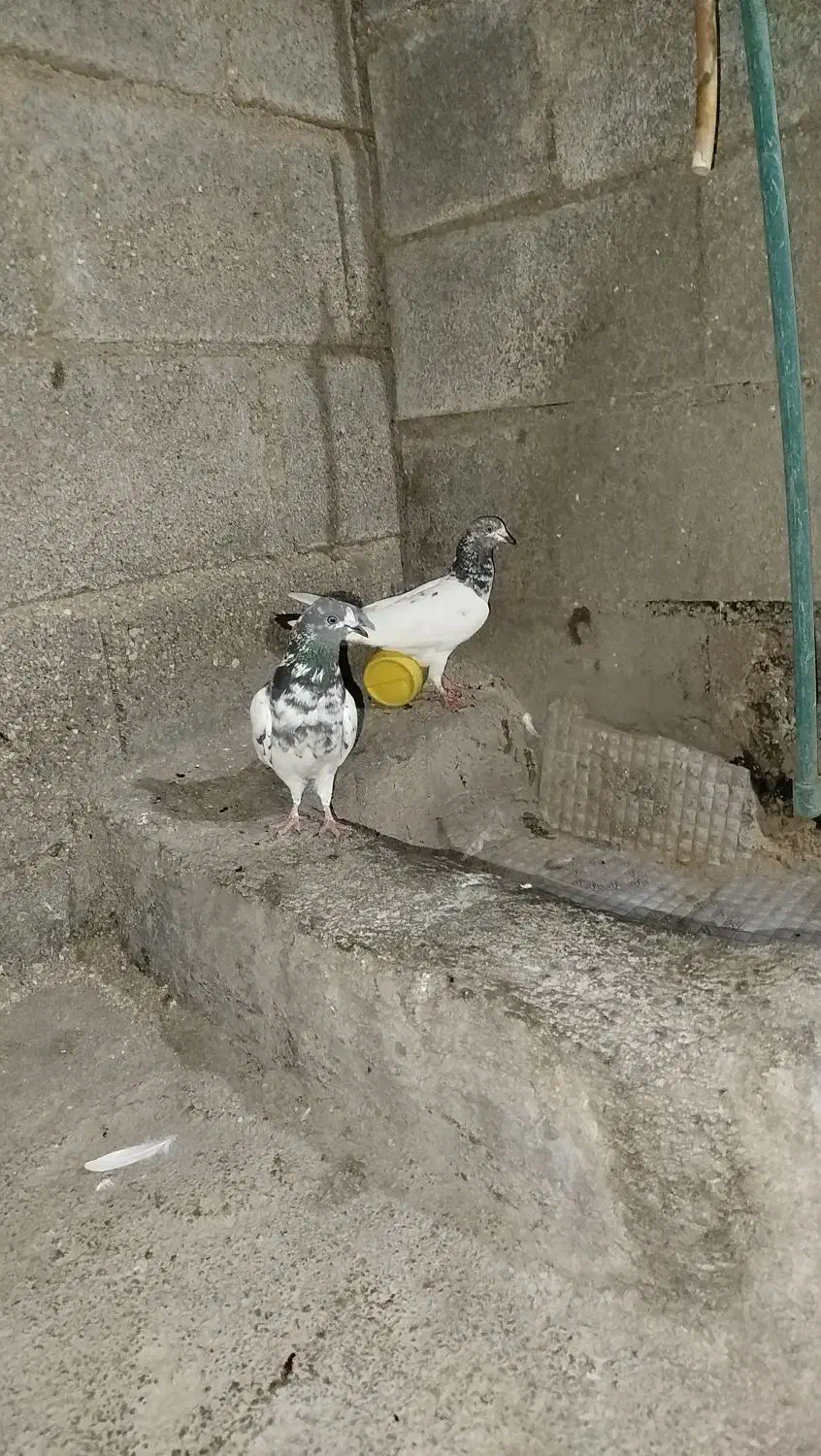 کبوتر پاکستانی|پرنده|خورموج, |دیوار