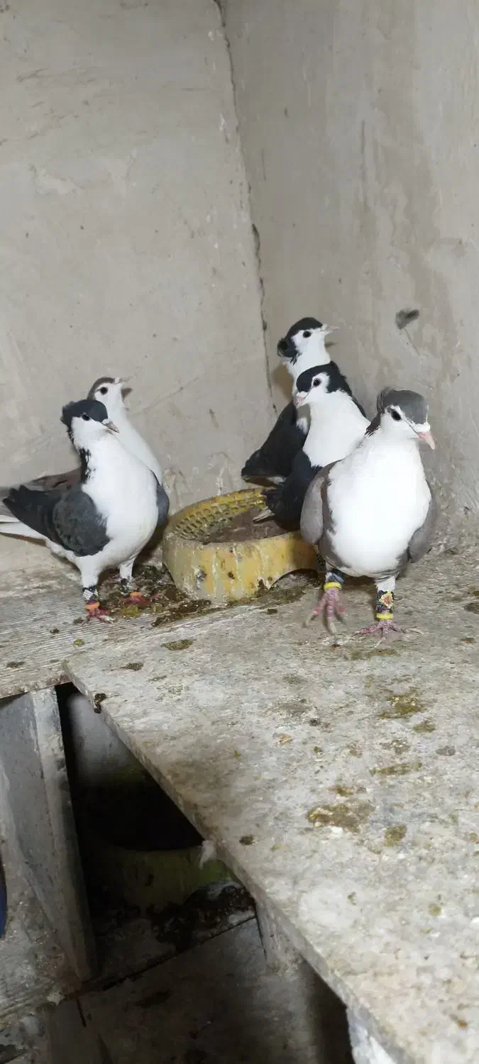 کفتر رنگه|پرنده|مشهد, فرودگاه|دیوار