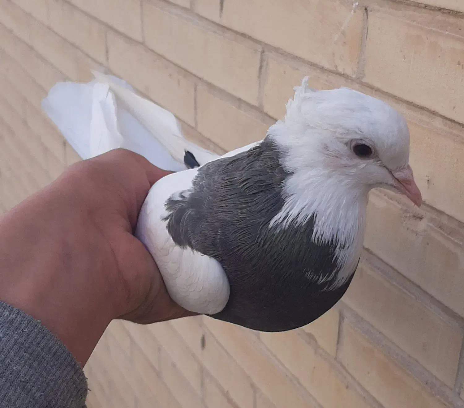 حراج کفتر|حراج|یزد, |دیوار