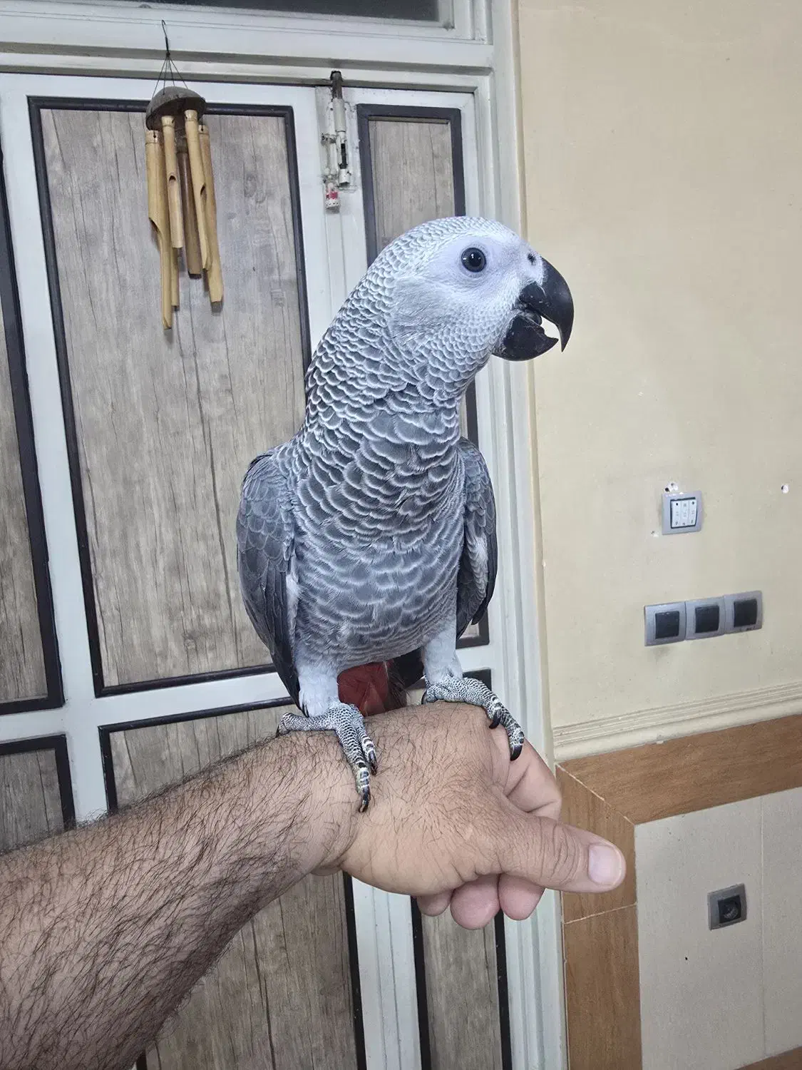 جوجه کاسکو سخنگو|پرنده|شیراز, کوشک میدان|دیوار