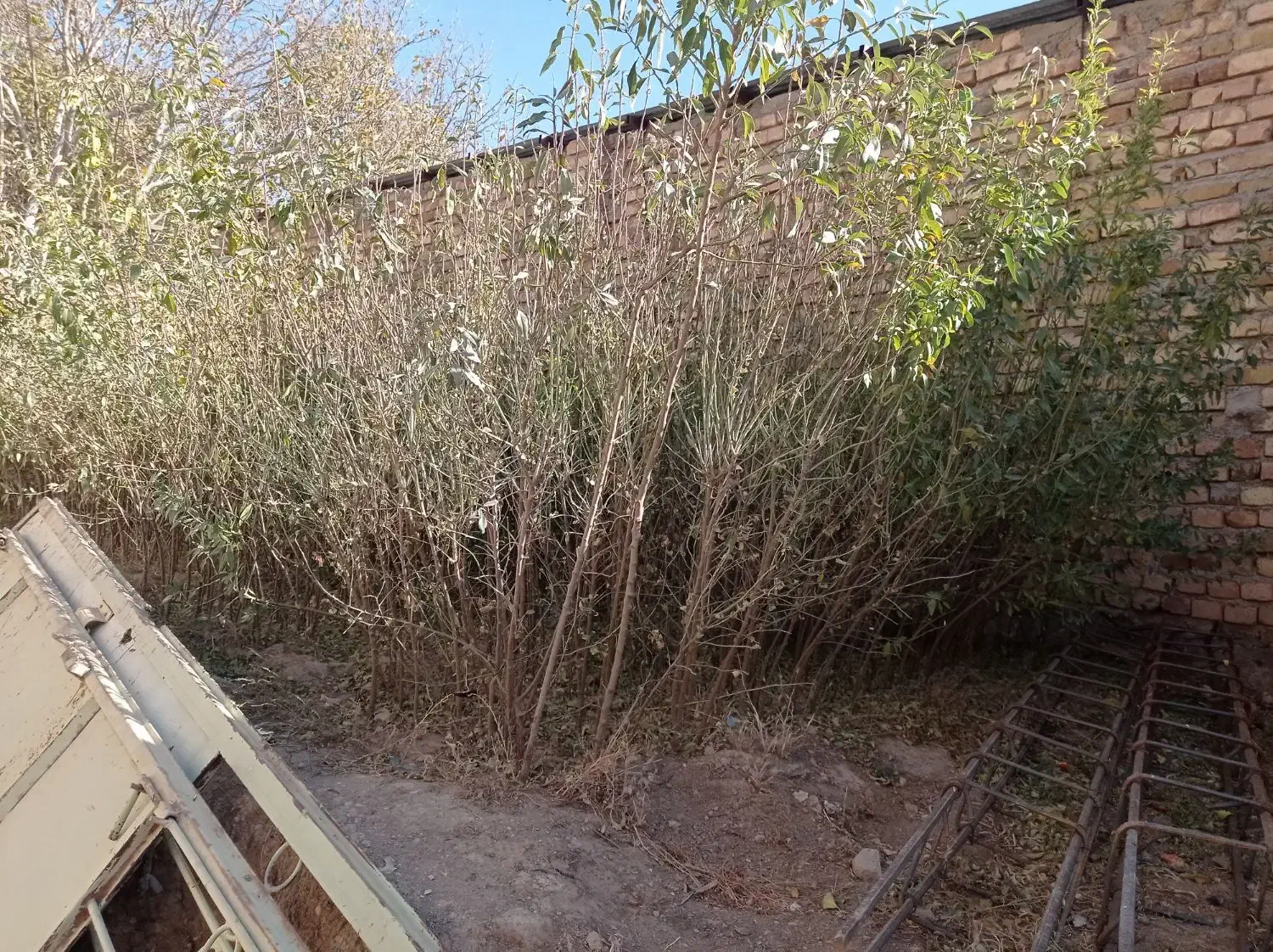 نهال بادام|گل و گیاه طبیعی|قیدار, |دیوار