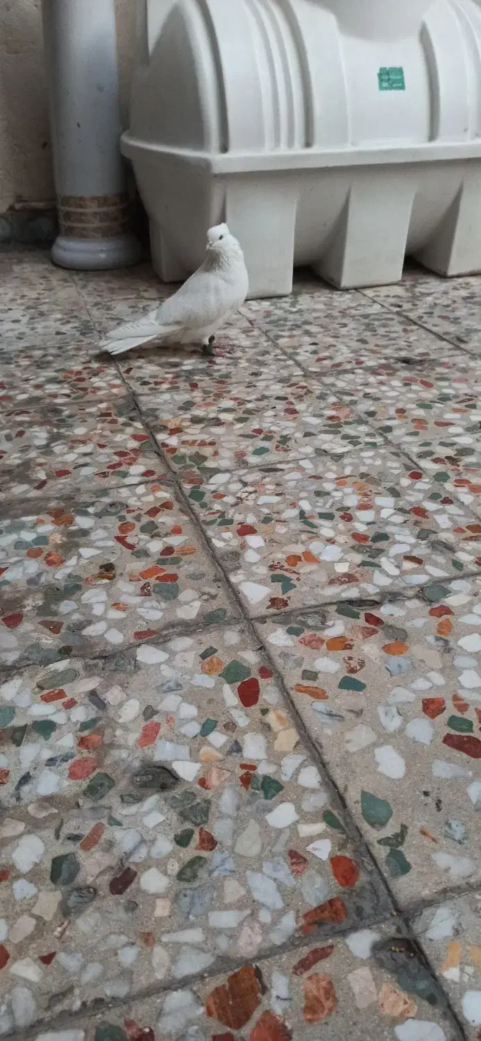 اراکی چنگ وچشم سفید|پرنده|بندر امام خمینی, |دیوار