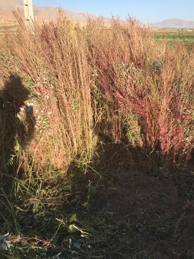 جارو محلی درجه یک|لوازم نظافت|زاغه, |دیوار