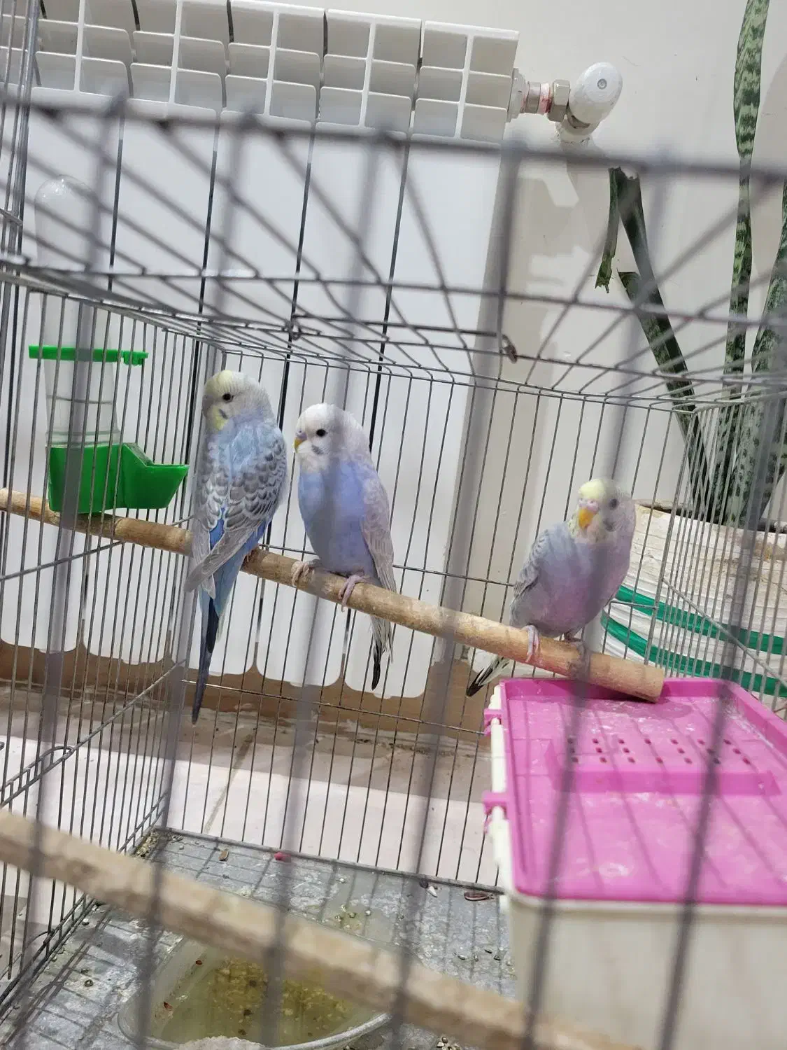 مرغ عشق عشق|پرنده|ابهر, |دیوار