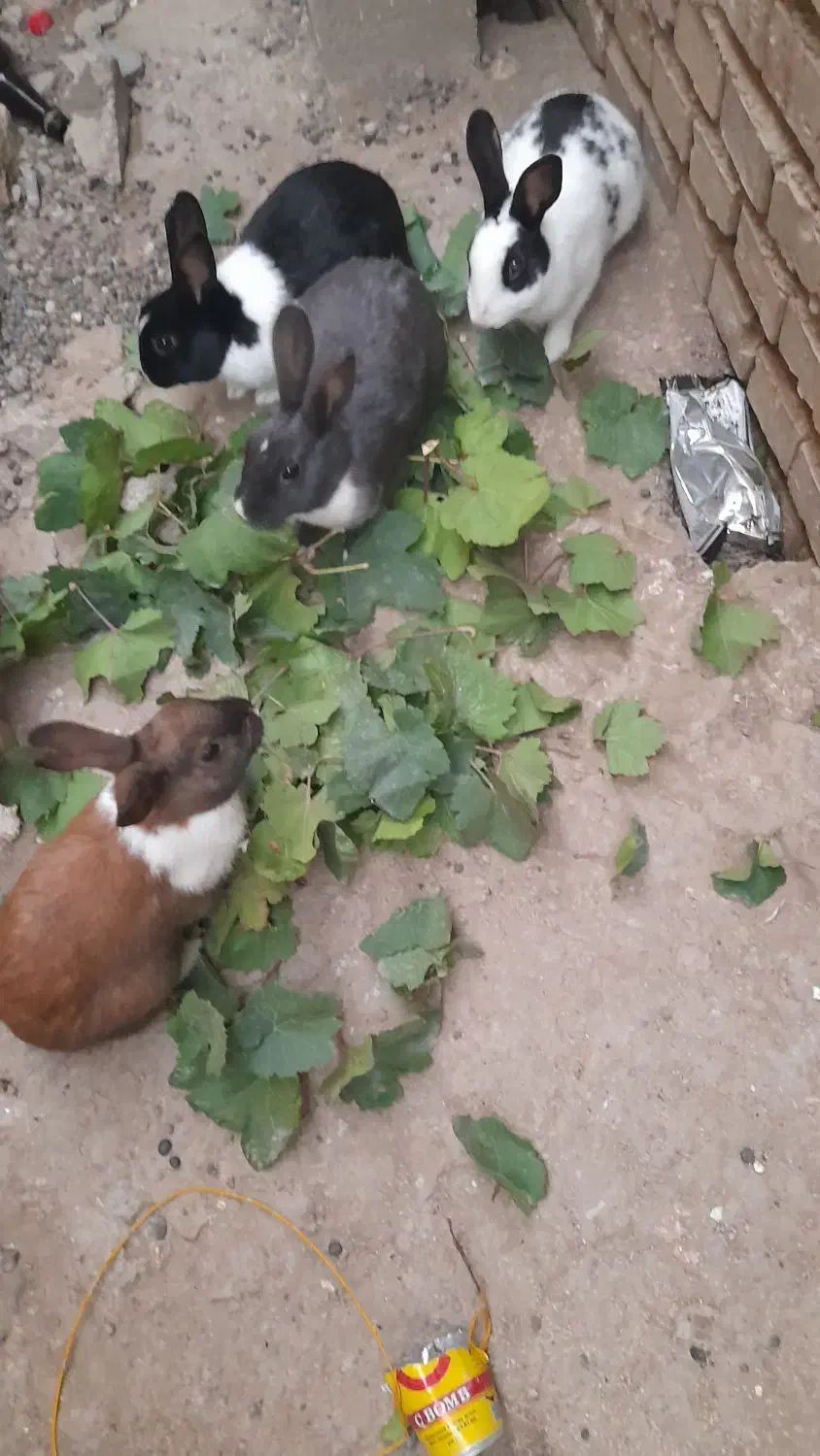 چهارتا باهم ۵۰۰|موش و خرگوش|گنبد کاووس, |دیوار