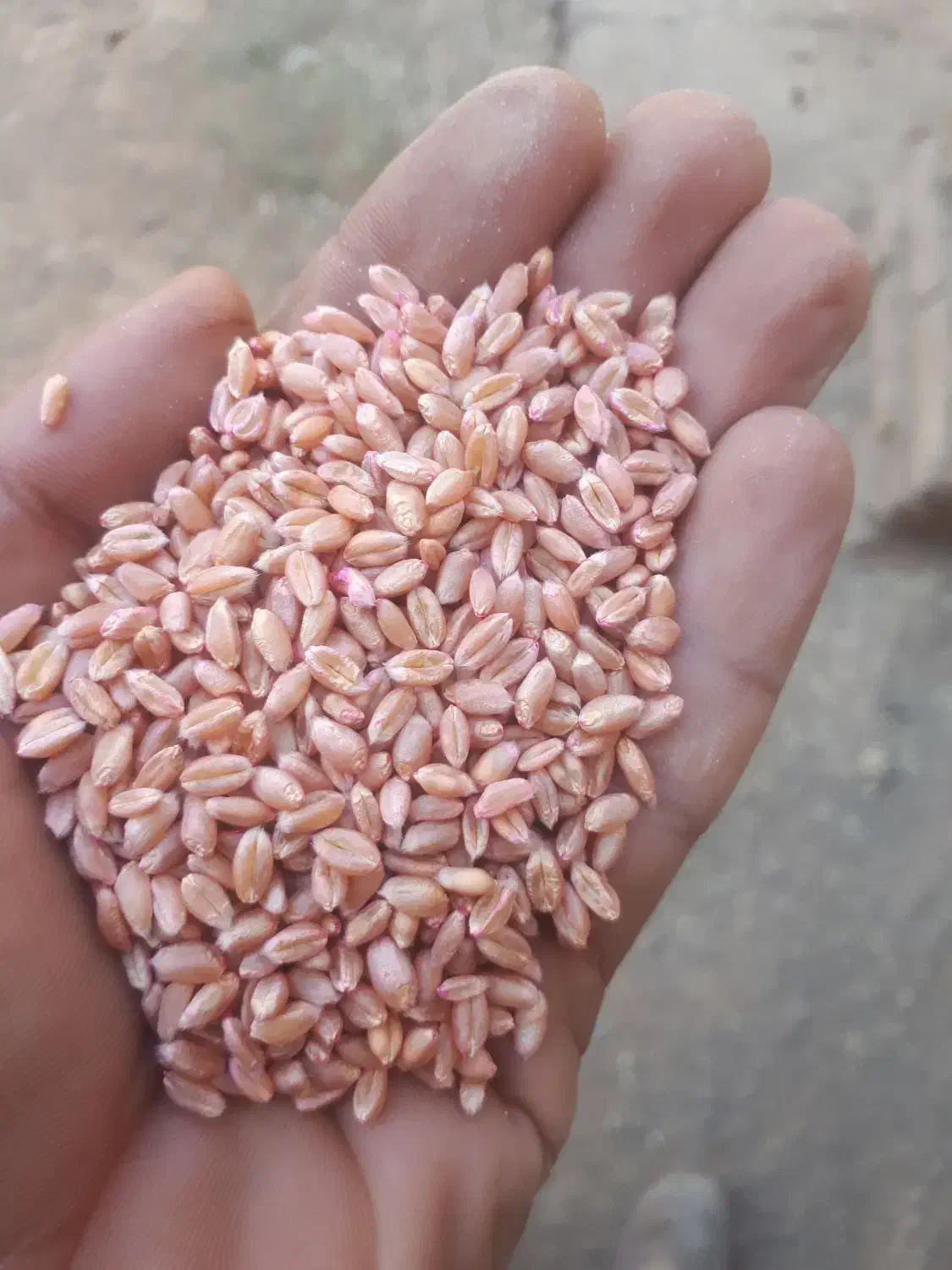 گندم پیشگام|خوردنی و آشامیدنی|بشاریات, |دیوار