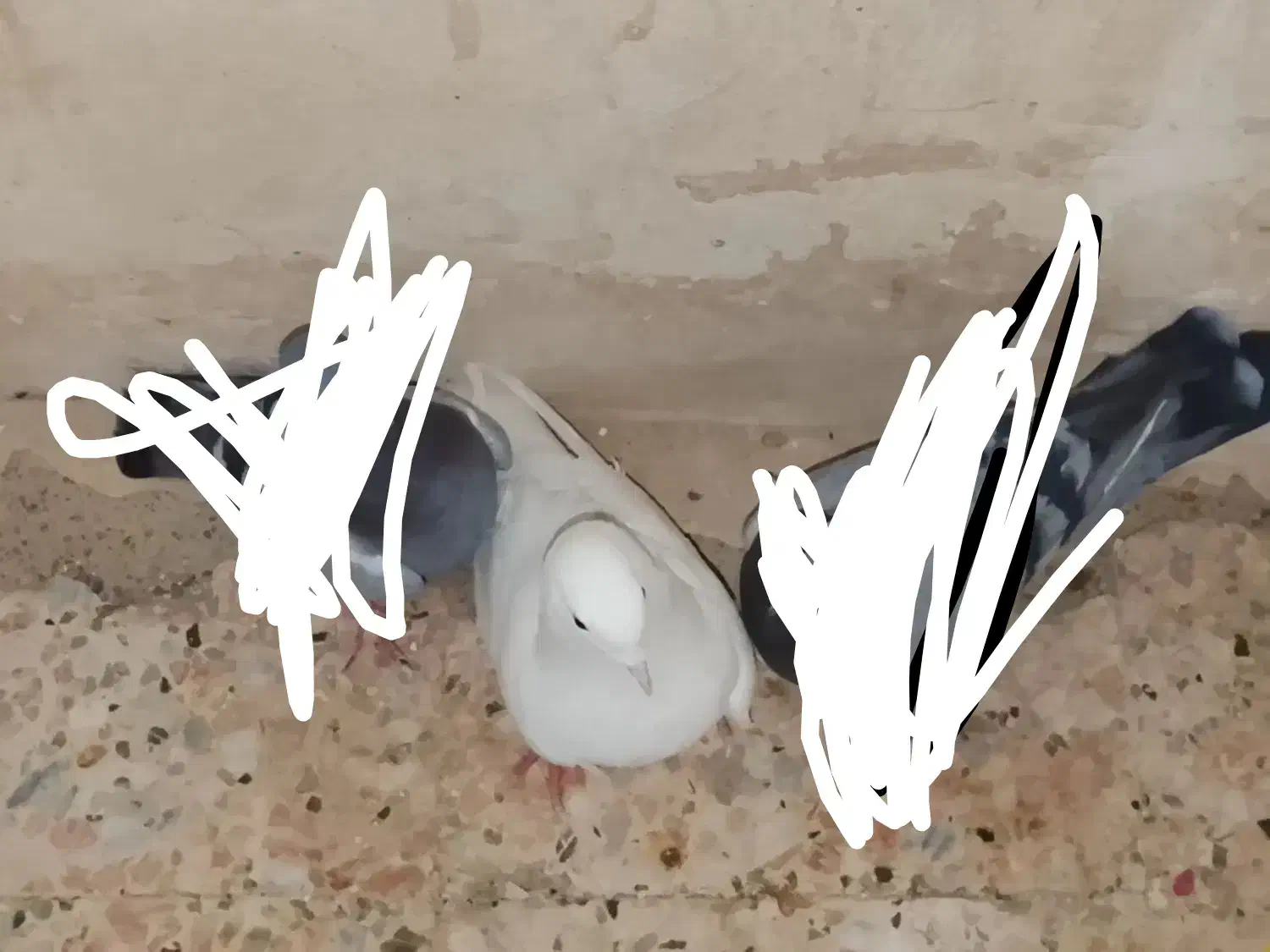 کبوتر|پرنده|زهک, |دیوار