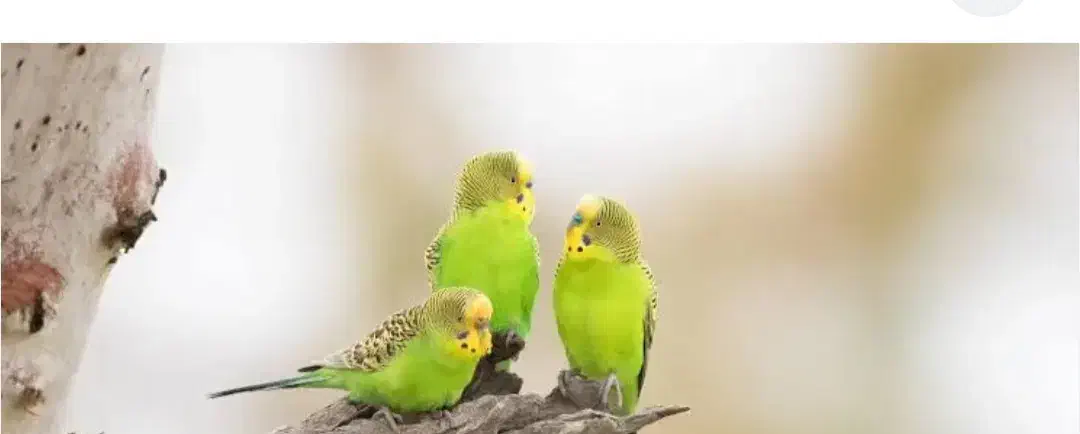 پیدا شده|حیوانات|کرج, گلشهر|دیوار