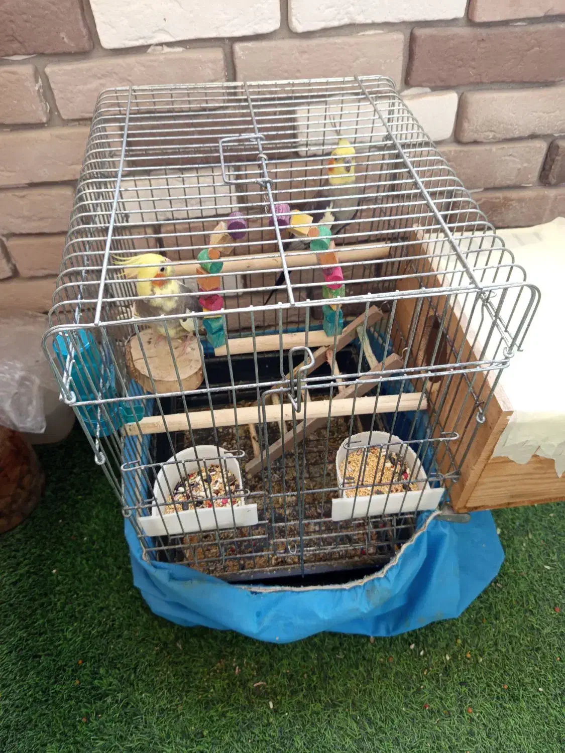 عروس هلندی جفت|پرنده|محمدیه-قزوین, |دیوار