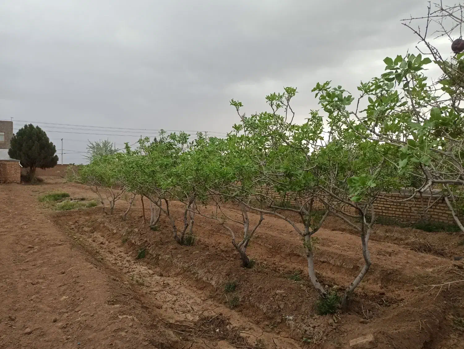 زمین بهرامیه حاشیه جاده|فروش زمین و ملک کلنگی|سبزوار, هویزه|دیوار