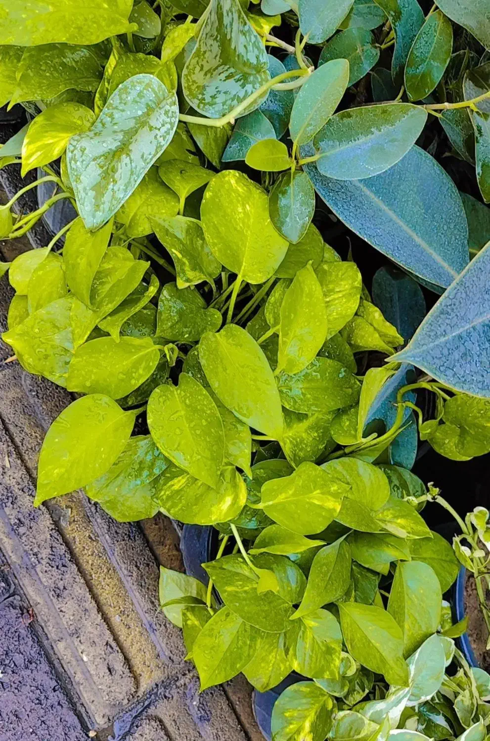 گل آپارتمانی در 8 مدل پتوس تمامی نژاد درشت|گل و گیاه طبیعی|تبریز, |دیوار