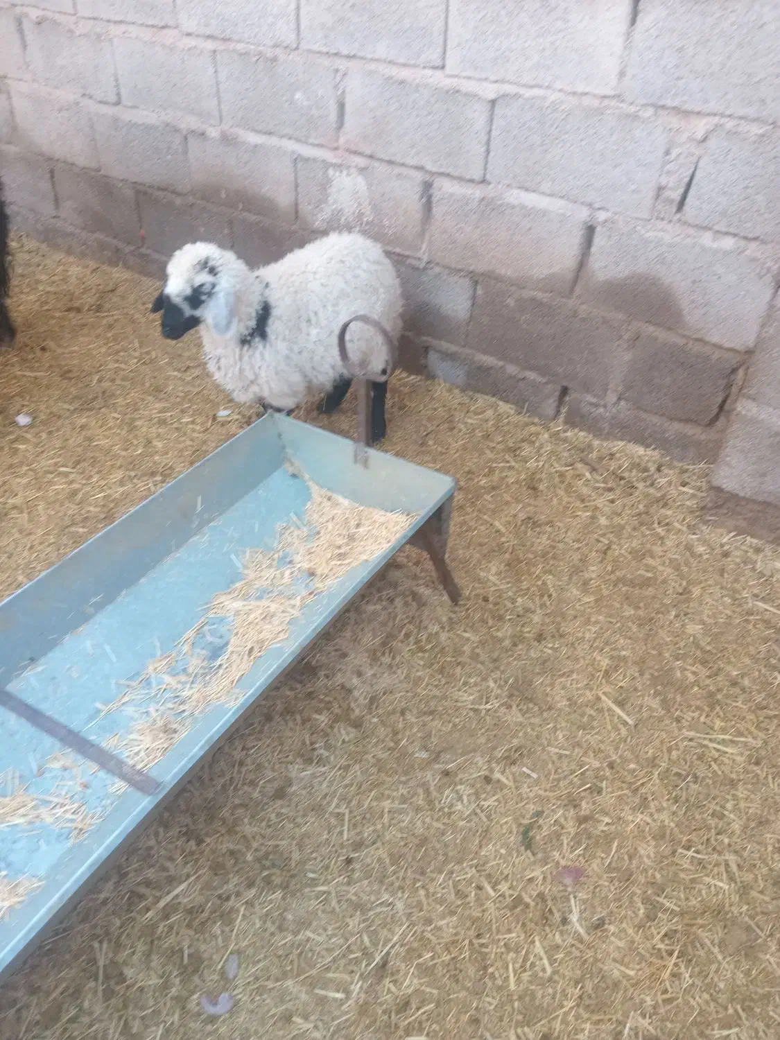 بره وکره|حیوانات مزرعه|چترود, |دیوار