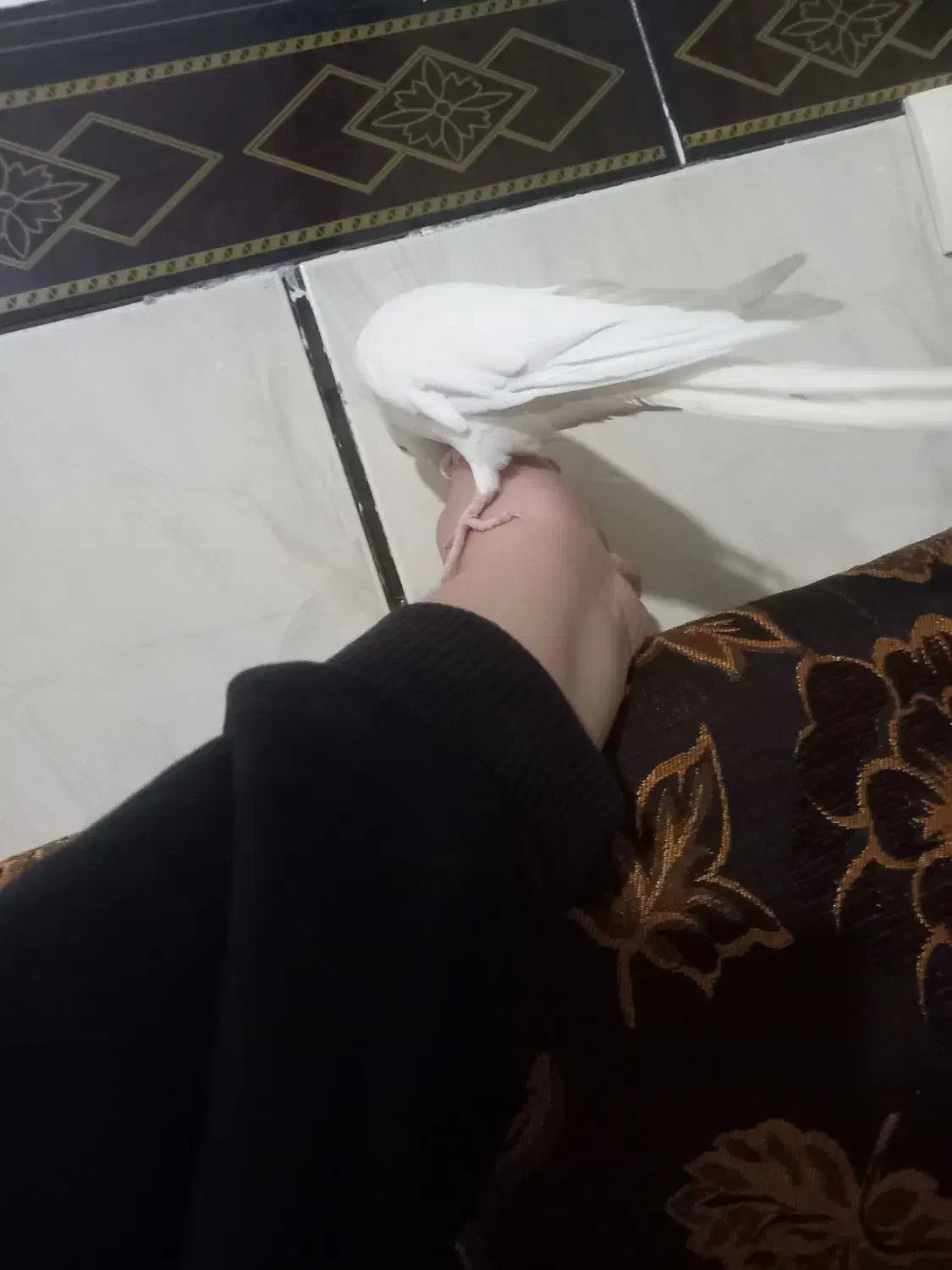 عروس هلندی آ|پرنده|کوهدشت, |دیوار