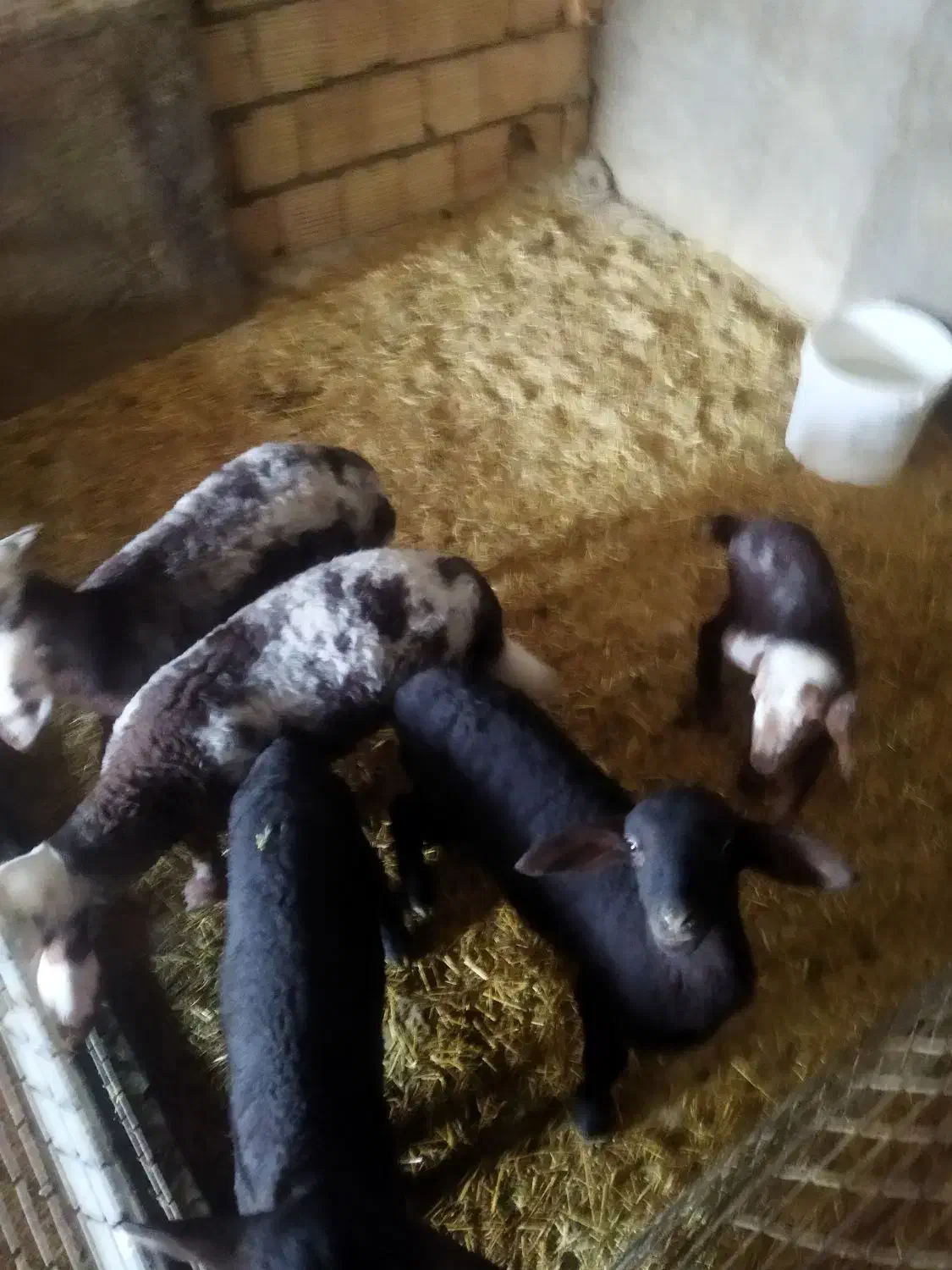 بره شیری هترو|حیوانات مزرعه|قم, قلعه صدری|دیوار