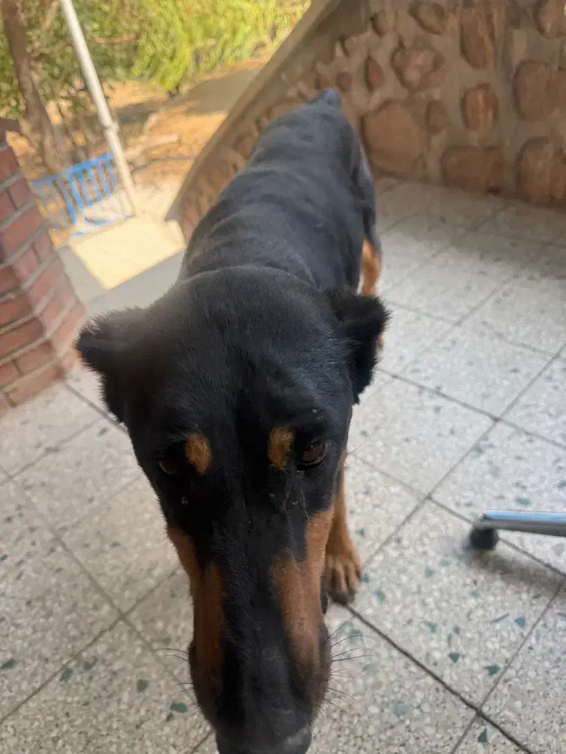 سگ دوبرمن ۱ساله ماده|سگ|دماوند, گیلاوند|دیوار