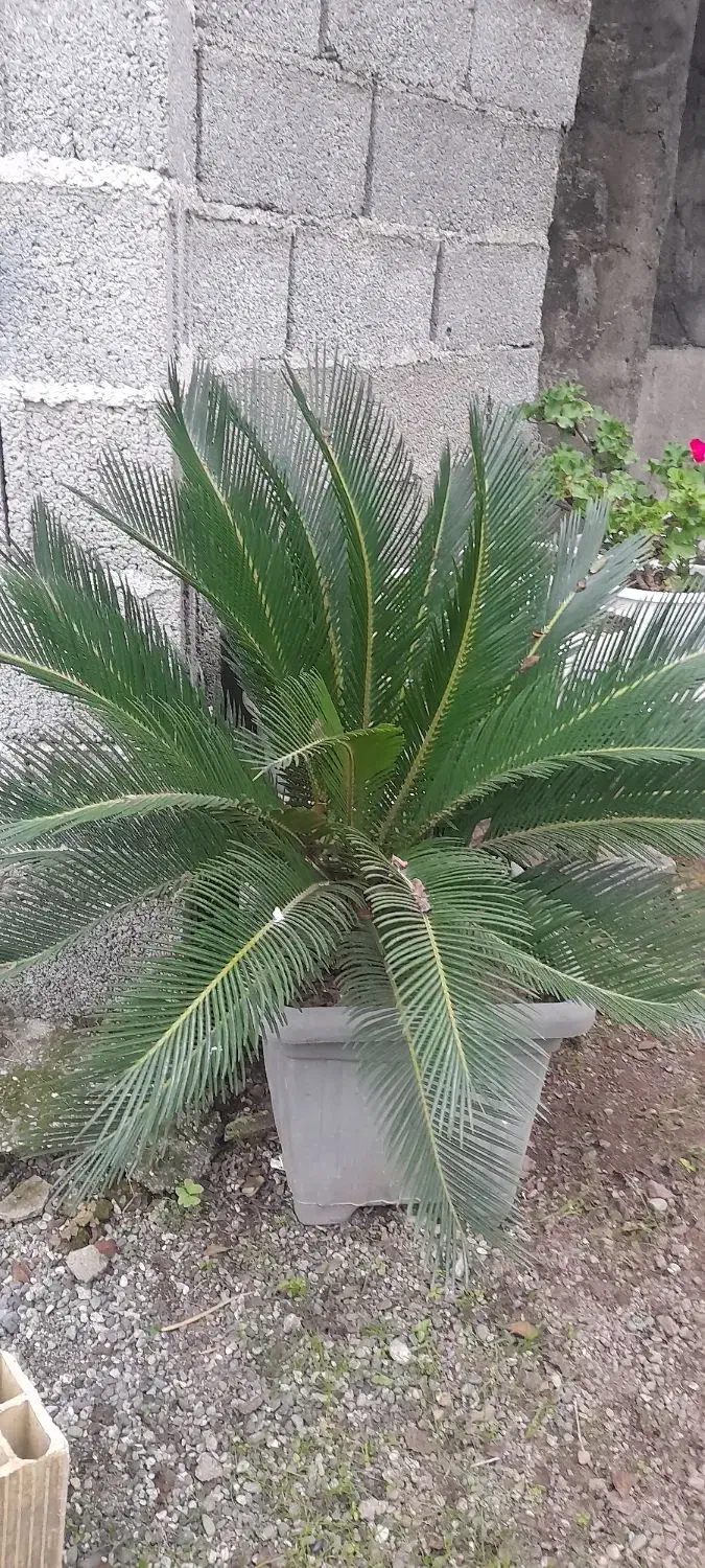 سیکاس بزرگ وکوچک|گل و گیاه طبیعی|رشت, حومه رشت|دیوار