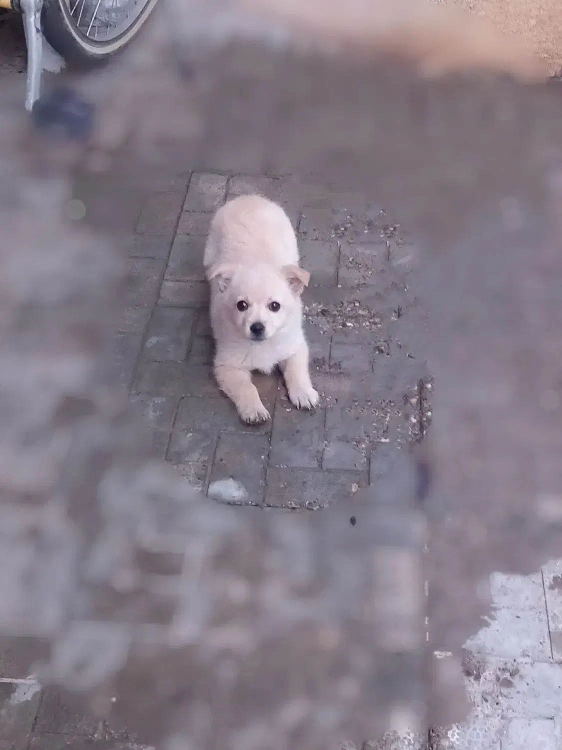 سگ پاکوتاه|سگ|مراغه, |دیوار