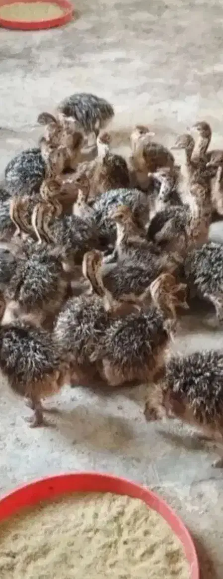 پخش جوجه شتر مرغ بالای ۱۰ عدد|حیوانات مزرعه|قزوین, |دیوار