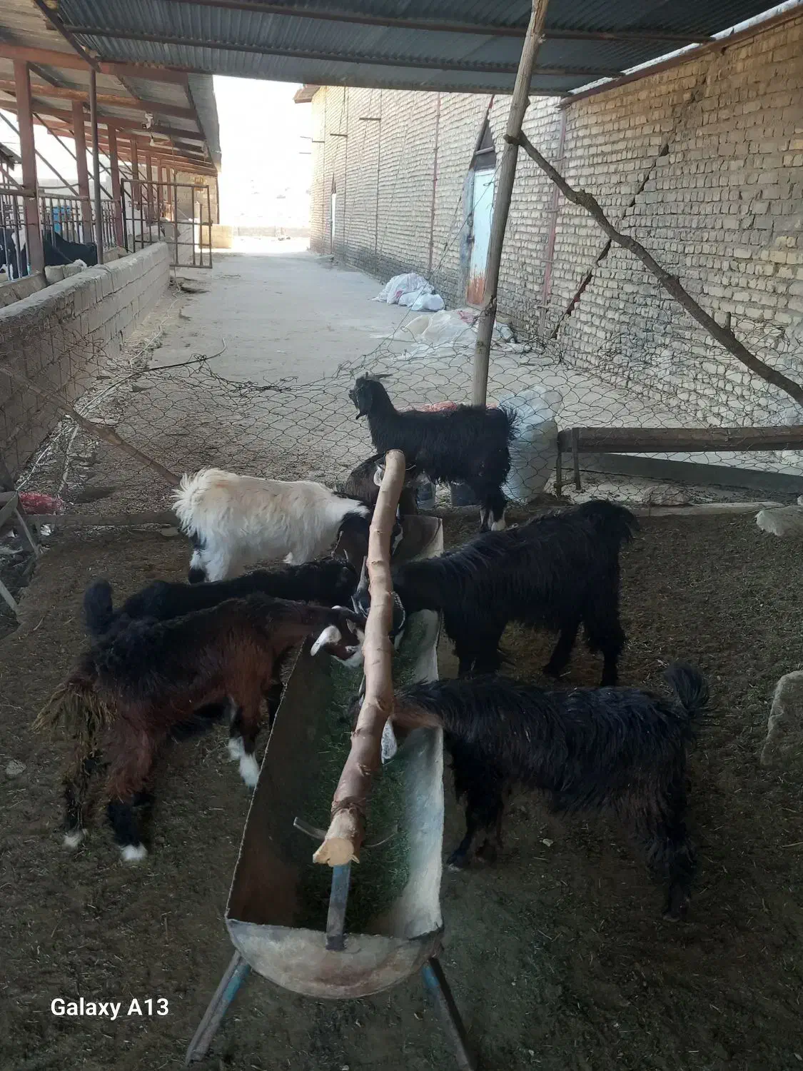 7راس کهره ماده ریز وزن 5راس زیر17کیلو2راس 24کیلو|حیوانات مزرعه|نورآباد ممسنی, |دیوار