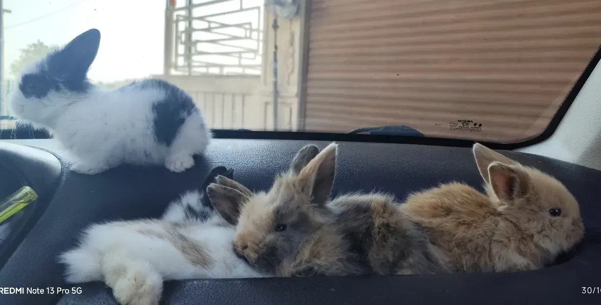 خرگوش لوپ دوماهه|موش و خرگوش|پرند, فاز ۴|دیوار