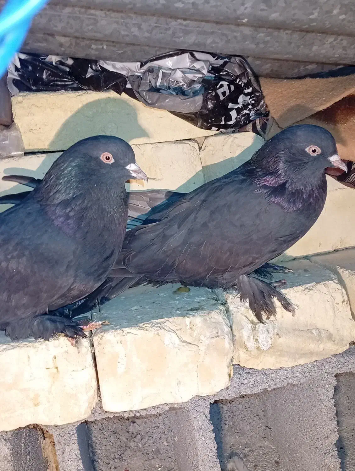 کبوتر|پرنده|شهرکرد, |دیوار