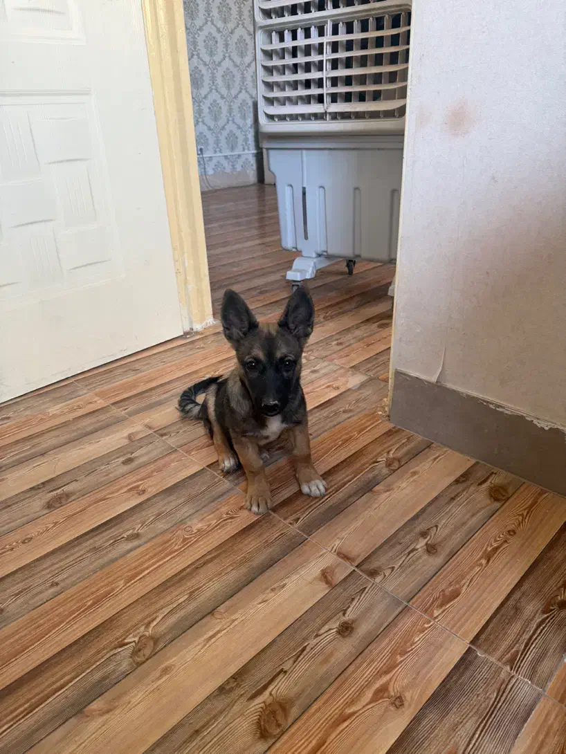 واگذاری بهترین نژاد هیبرید اورجینال|سگ|ری, شهرری|دیوار