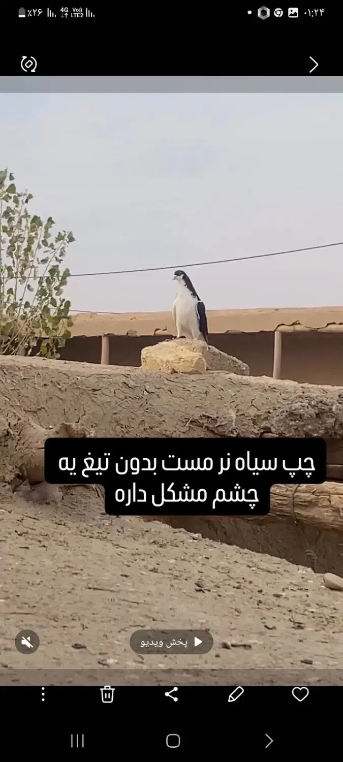 کبوتر پرنده چپ سیاه|پرنده|دشتابی, |دیوار