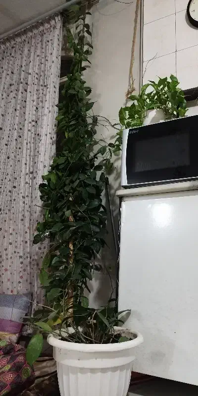 گل هویا|گل و گیاه طبیعی|فردیس, داوری|دیوار