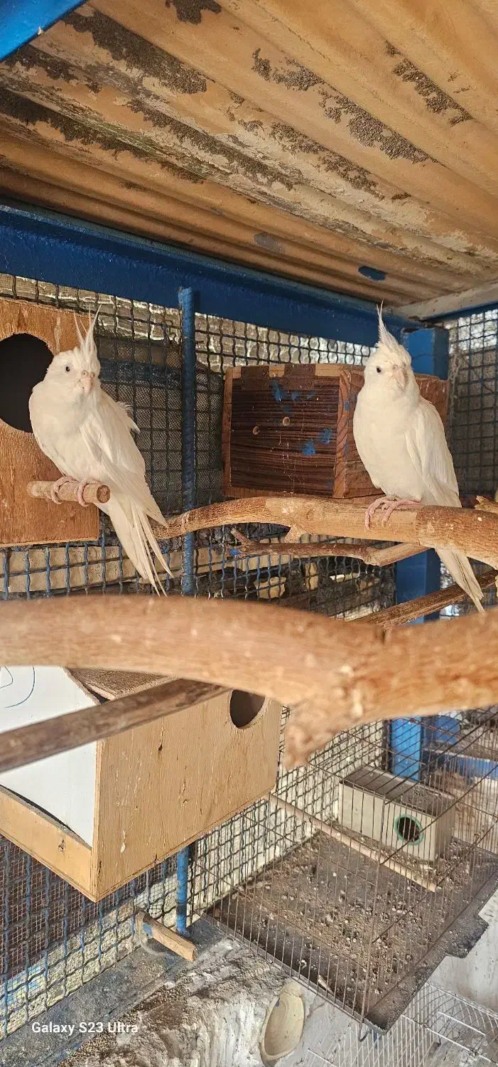 عروس|پرنده|میناب, |دیوار