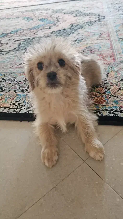 واگذاری سگ|سگ|پردیس, فاز ۴|دیوار