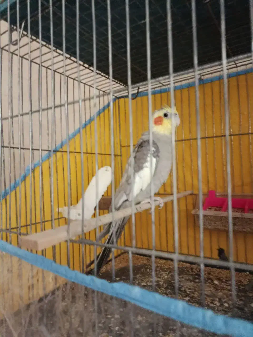 سه عدد هلندی|حراج|قم, پردیسان|دیوار