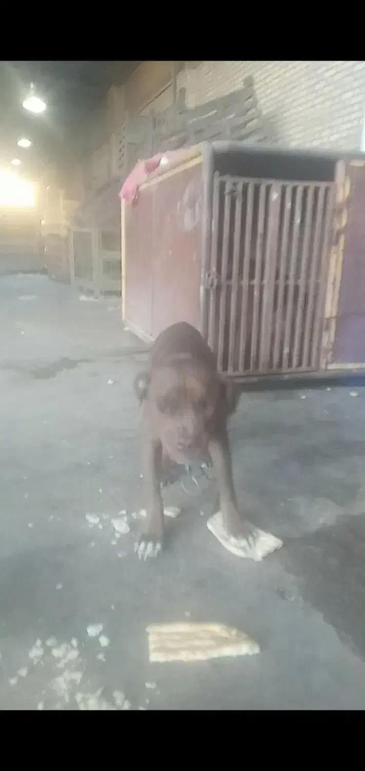 حیوان سگ،کن|سگ|پاکدشت, پاکدشت (مامازند)|دیوار