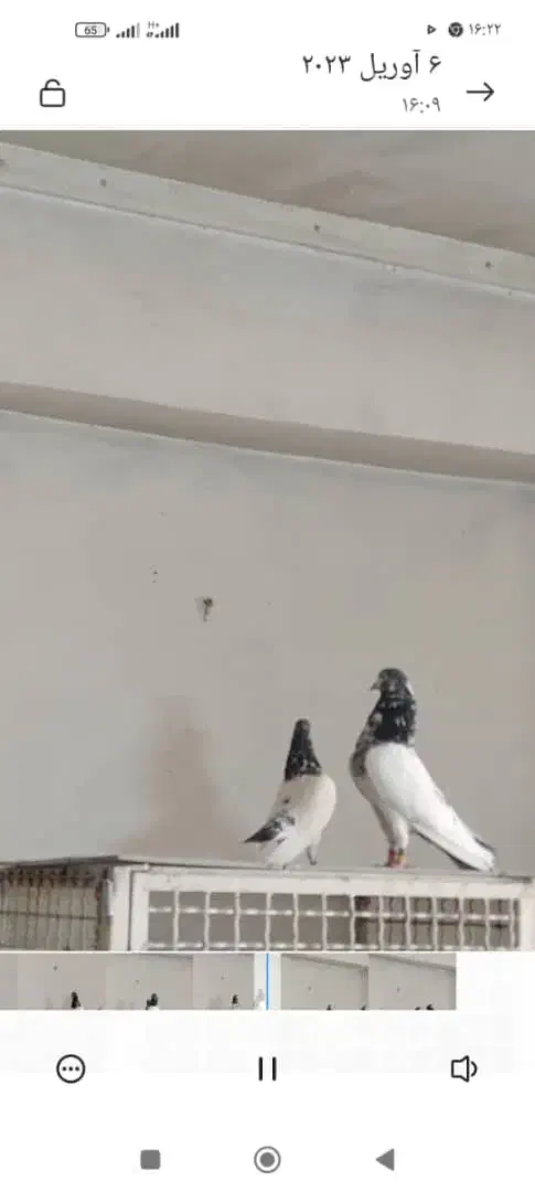 کبوتر بلندپرواز۱۴ساعت ضمانتی|پرنده|رشت, دباغیان|دیوار