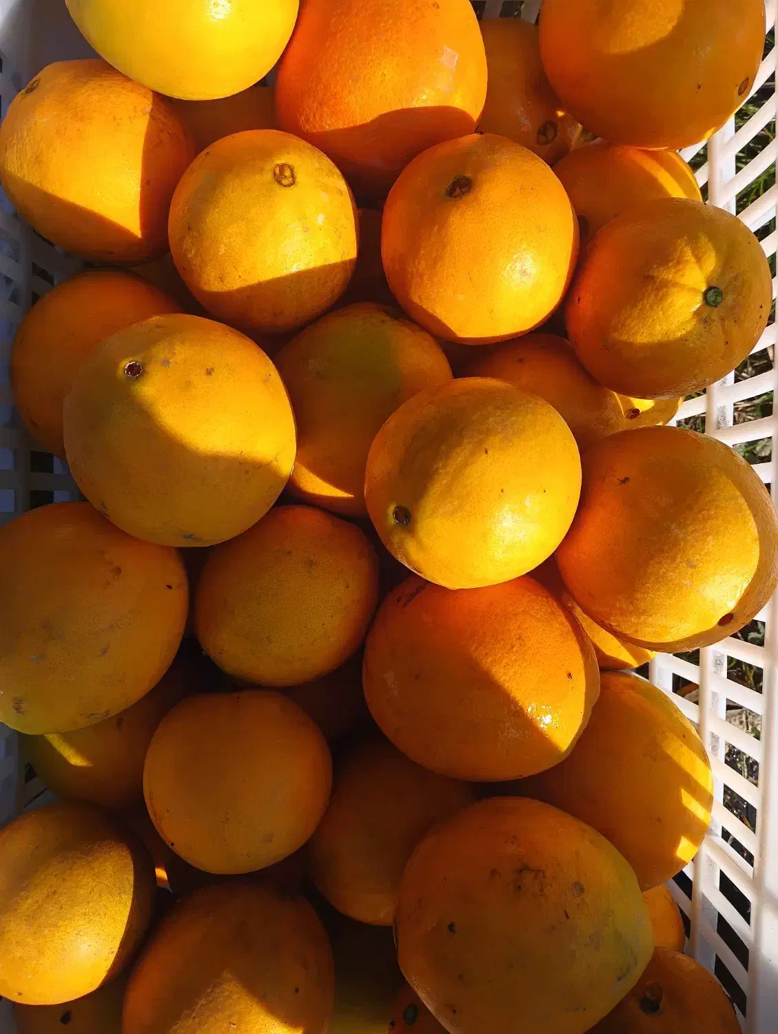 پرتغال تامسون ناول|خوردنی و آشامیدنی|گلوگاه بابل (گلیا), |دیوار