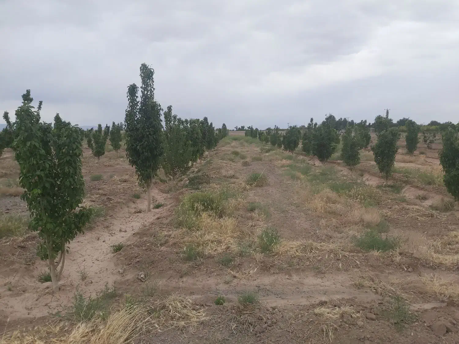 فروش تلمبه|فروش زمین و ملک کلنگی|نگار, |دیوار