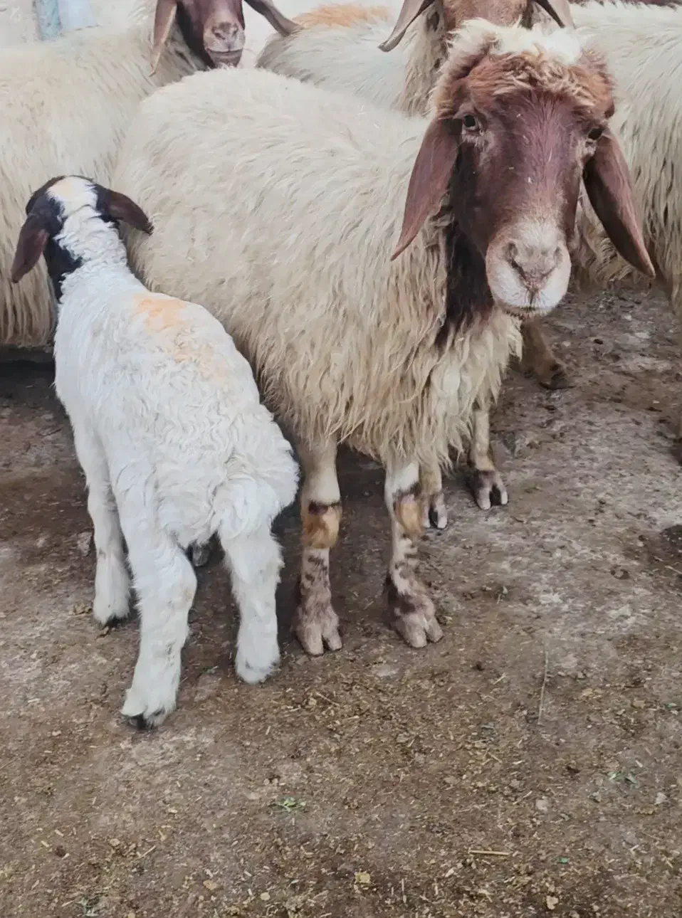 میش وبره داشتی شیرا سه شکم دوباره ابستن هستن|حیوانات مزرعه|گچی, |دیوار