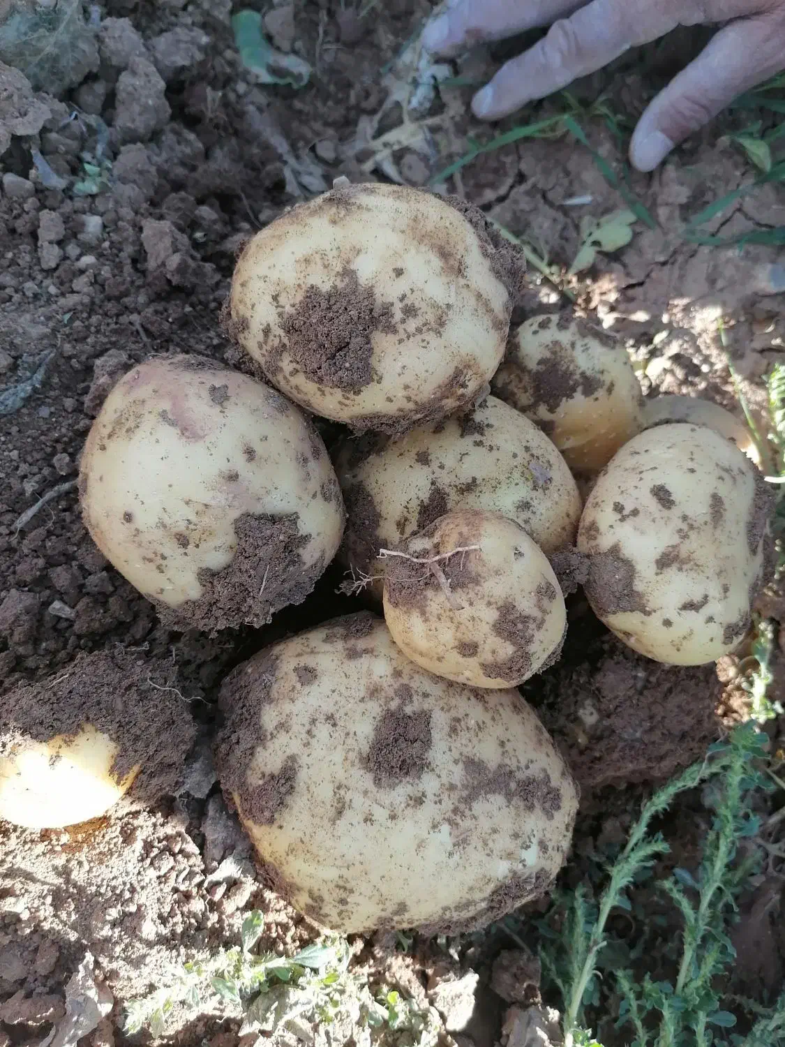 فروش سیب زمینی|خوردنی و آشامیدنی|دهگلان, |دیوار