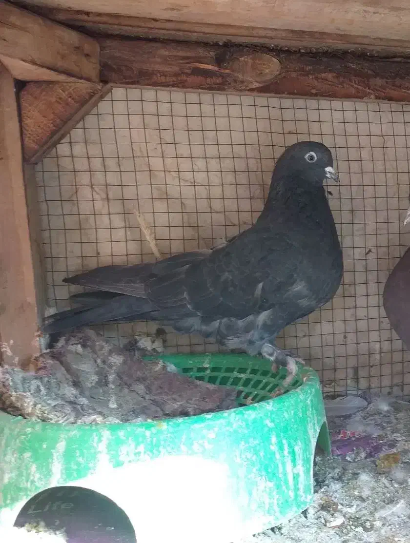 کفترماده مایه کفتر گنجه ای|پرنده|فولادشهر, A4|دیوار