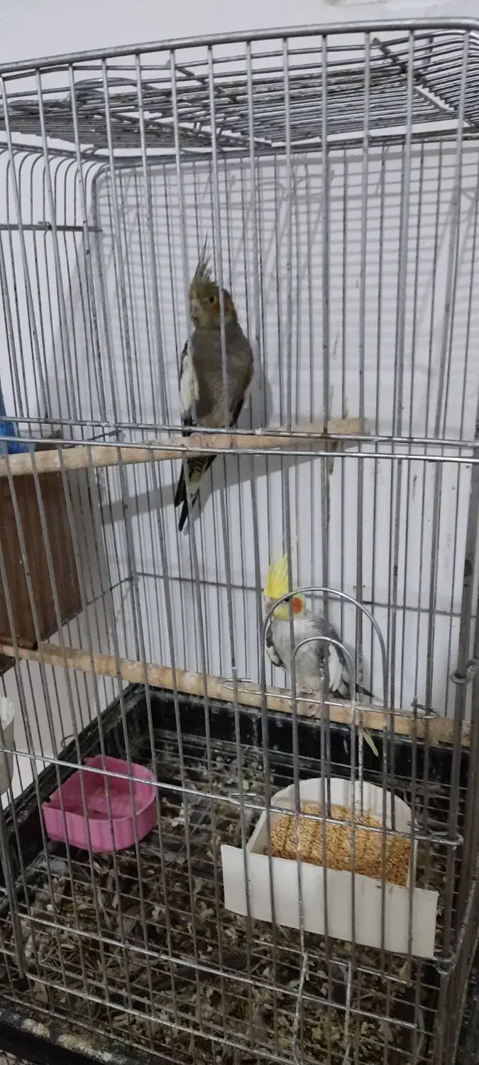 عروس هلندی جوجه بالغ جفت|پرنده|وحیدیه, |دیوار