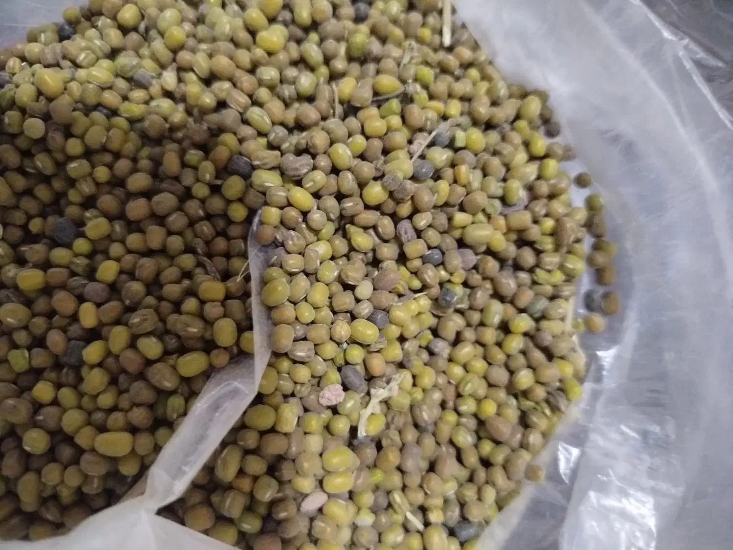 ماش امسال|خوردنی و آشامیدنی|چگنی, |دیوار