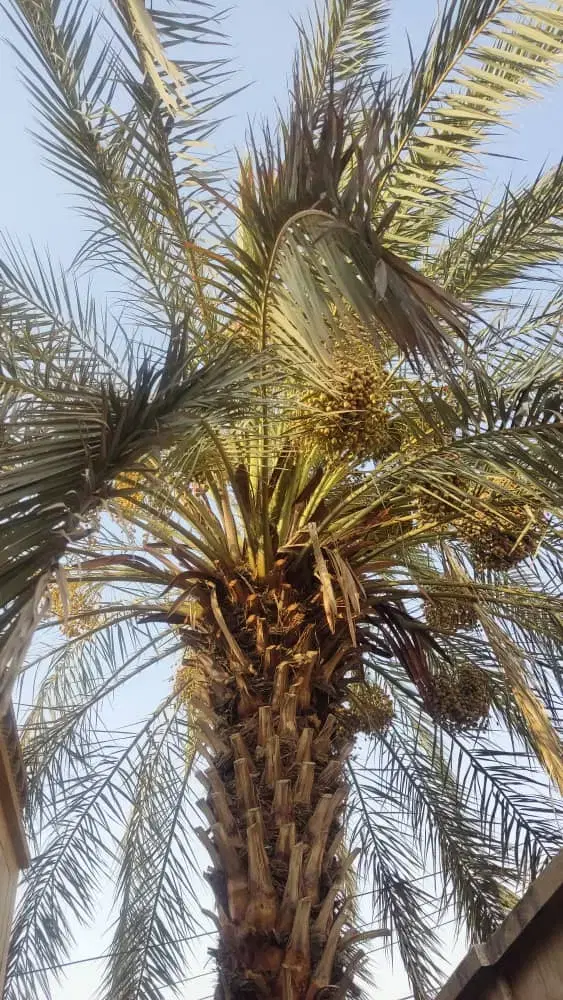 باغبانی|خدمات باغبانی و درختکاری|خرمشهر, |دیوار